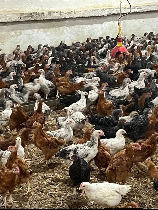 Vând puii de carne și de ouă cu livrare gratuita la Domiciliu pentru d