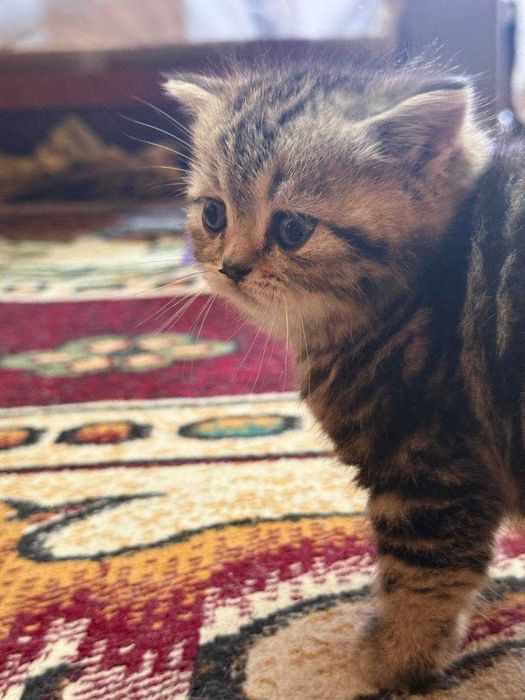 Shinshilla mushukchalar продаётся породистые котята