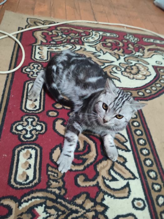 Кот шотландский стрэйт