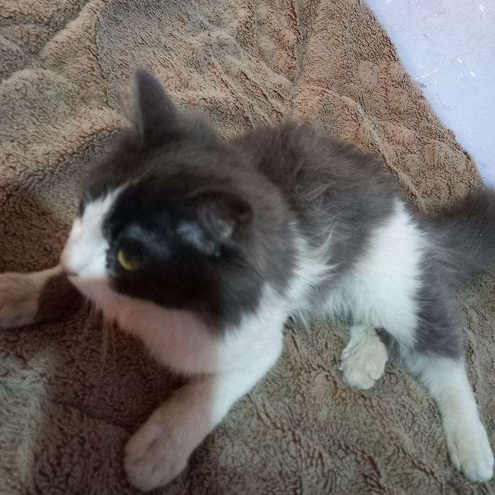 Mushik sotiladi aqili 1yosh