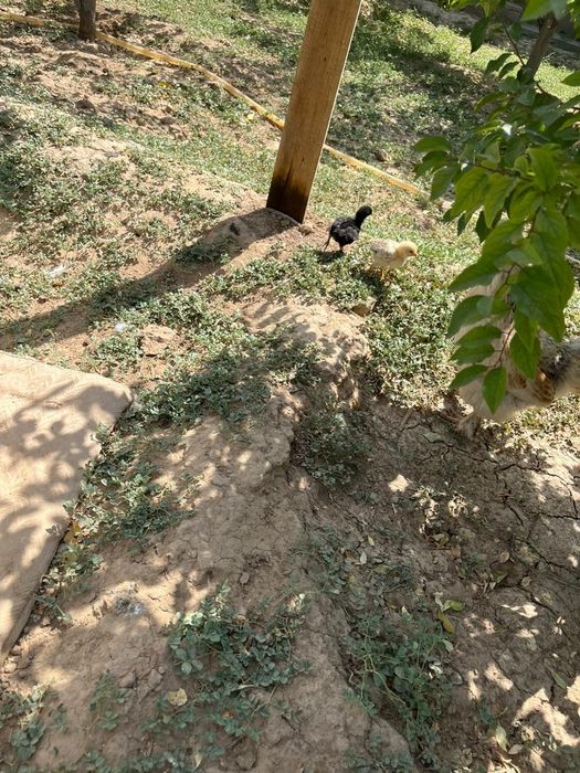 Балапан 1 айлық.