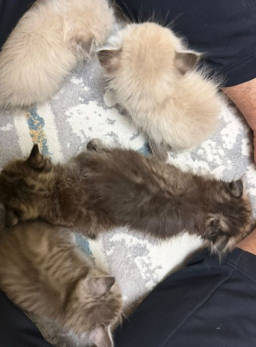 Британские Котята