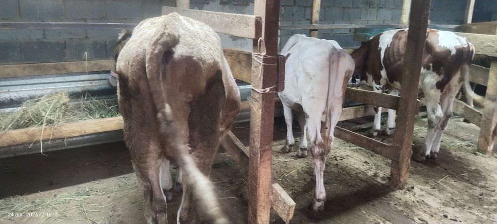 Продам трех породистых  бычков