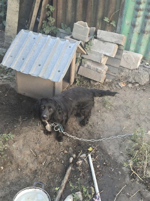 Собака 6 лет Бублик девочка