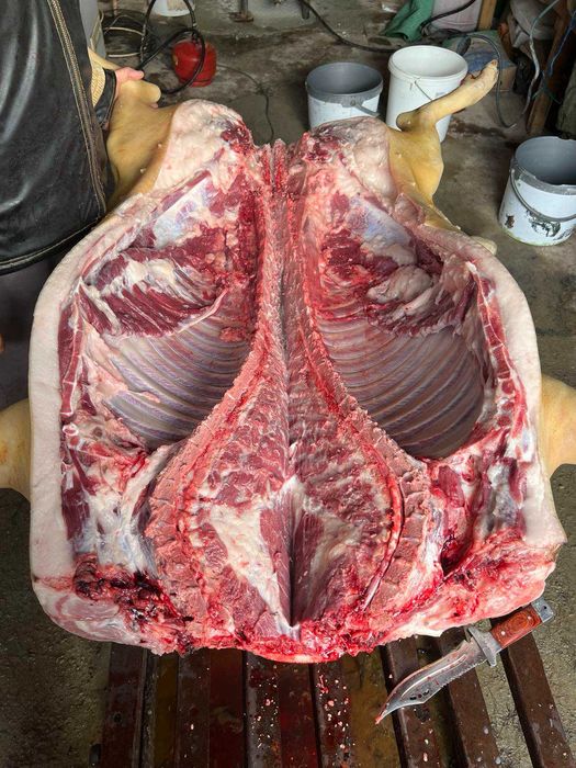 Продавам прасета източнобалканска порода