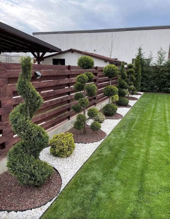 Vând plante ornamentale diferite specii și dimensiuni etc