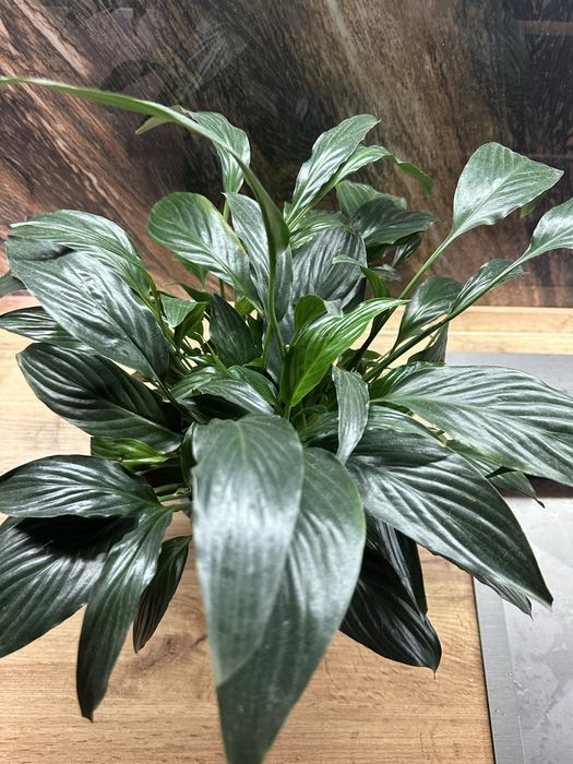 Спатифиллум женское счастье