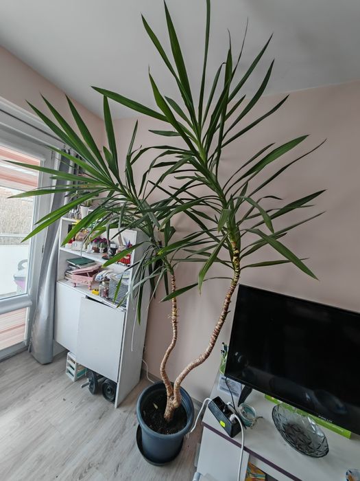 Декоративна Юка с две стълба