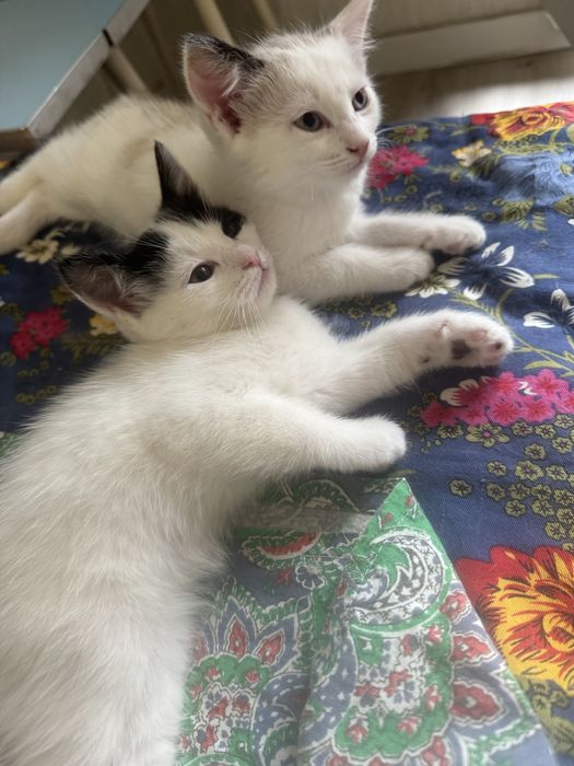 Котята домашние 2,5 месяца два мальчика и девочка