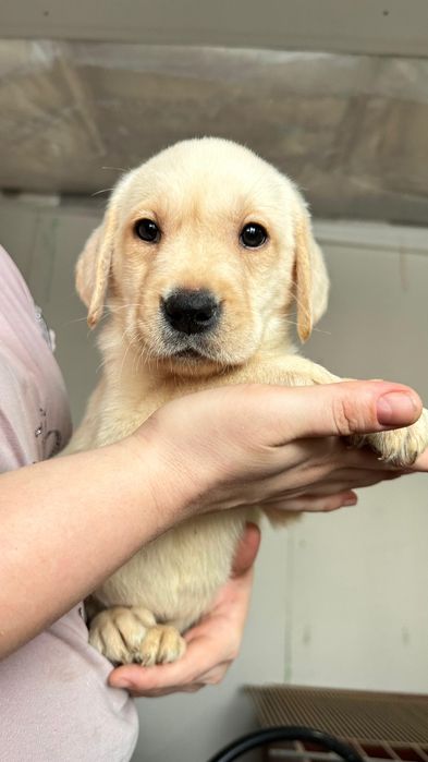 Щенок лабрадора подпалый