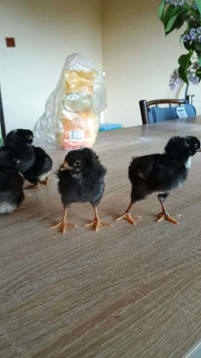 Pui Plymouth rock barat