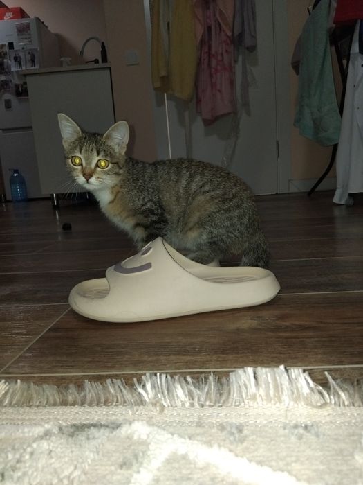 Отдам катенек добрые руки