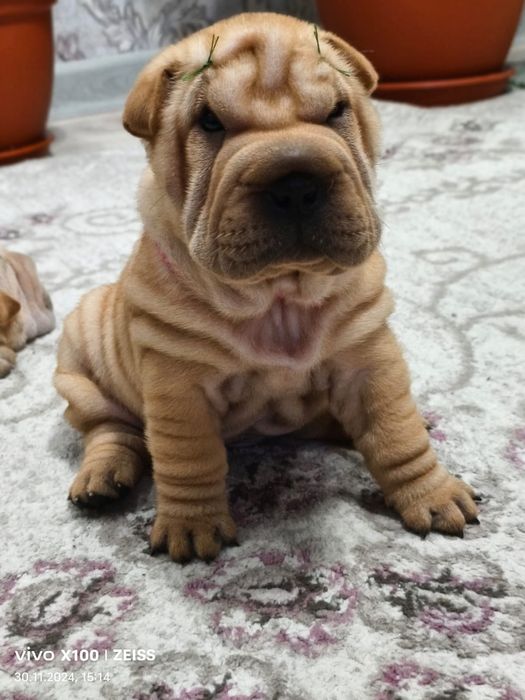 Очаровательные щенки шарпея.