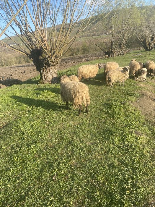 Vand 4 oi si o carlana