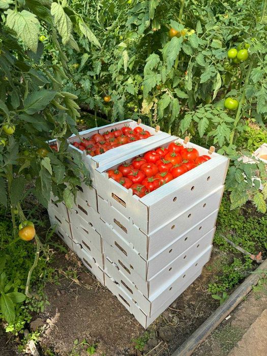 Продам теплицу с хорошим доходом цена 580м млн