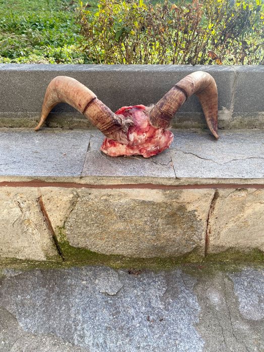 Предлагам рога/Трофей