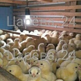 Бройлерные цыплята