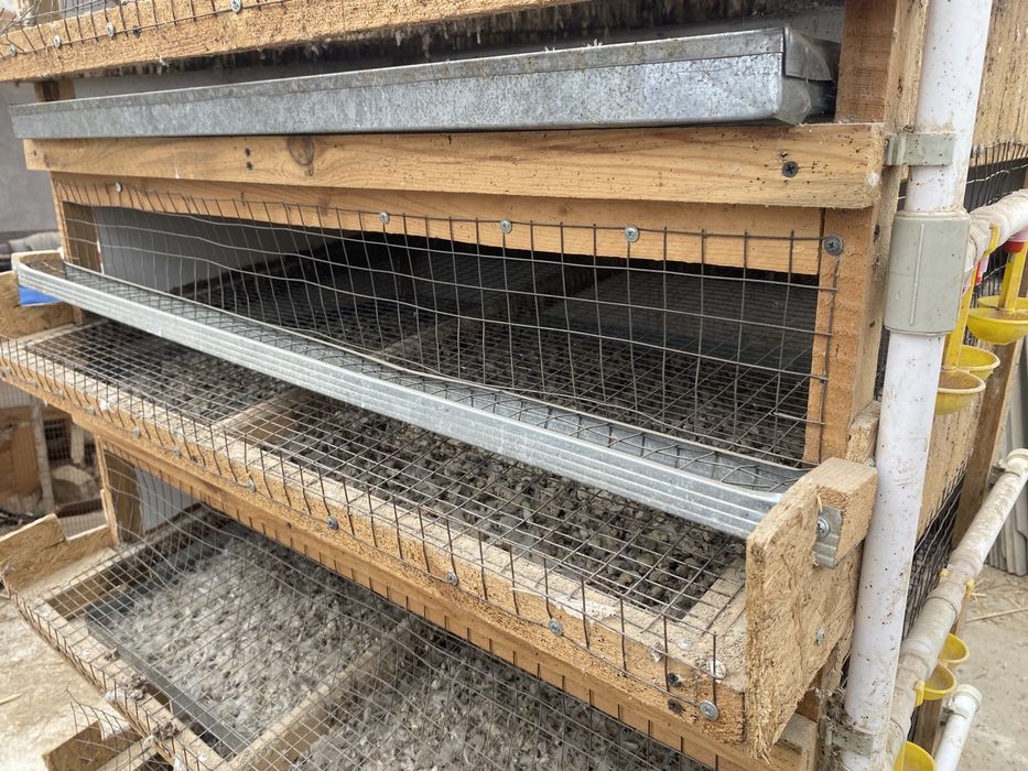 Бөдене клетка , перепёлки несушка