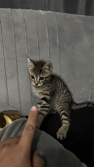 Домашний игривый котенок