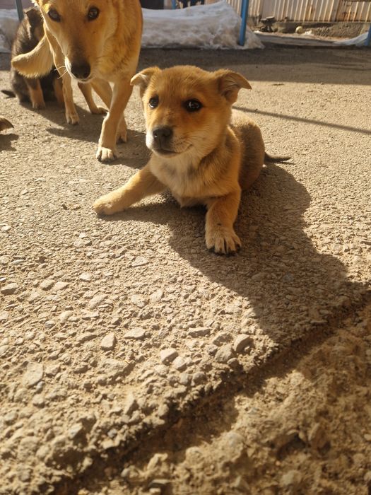 Отдам бесплатно щенков