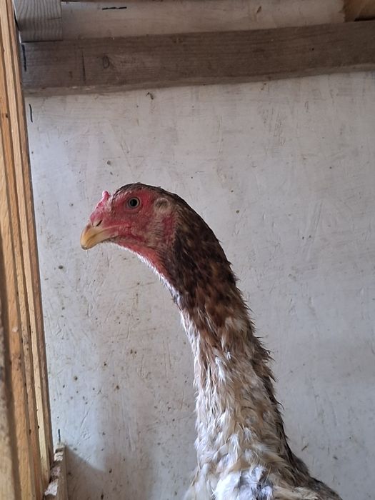 Дакан курица несётся