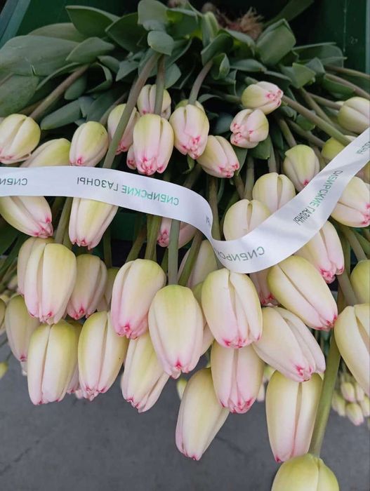 Тюльпаны в розницу от 550тг.