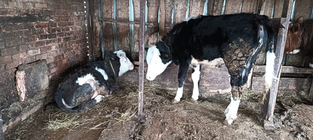 Коровы, быки, телята