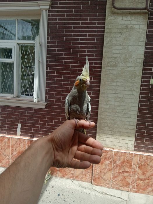 Karela Ruchnoy sotiladi