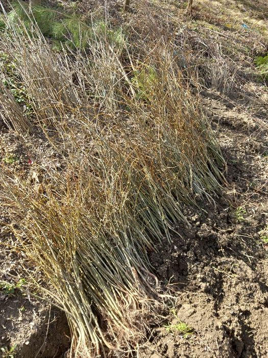 Puieți de tei diferite soiuri