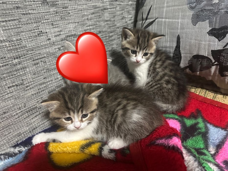 Котята в добрые руки