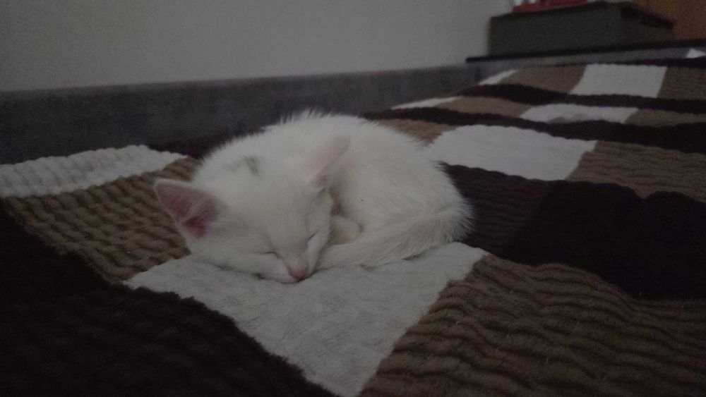 Котенок бесплатно