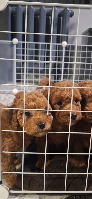 Мини пуделчета /момчета и момичета