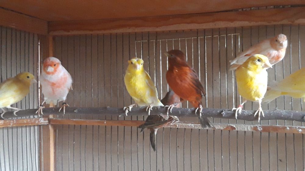 Канарейки самцы.