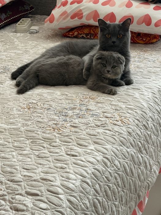 Скоттиш Фолд Девочка