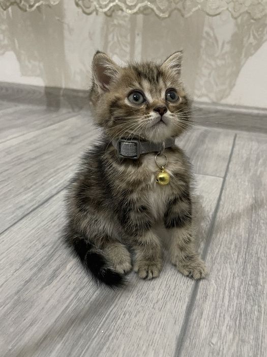 Порода: Скоттиш страйт