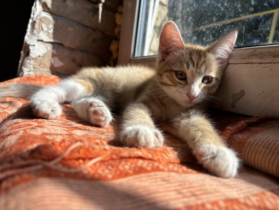 Котенок в добрые руки