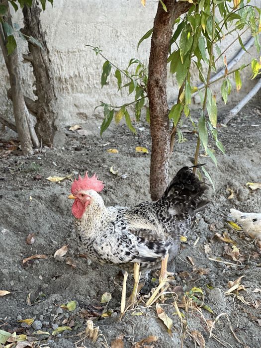 Хуруз сотилади