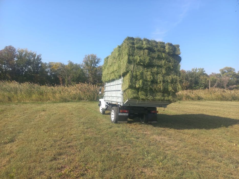 Сено люцерна тюках