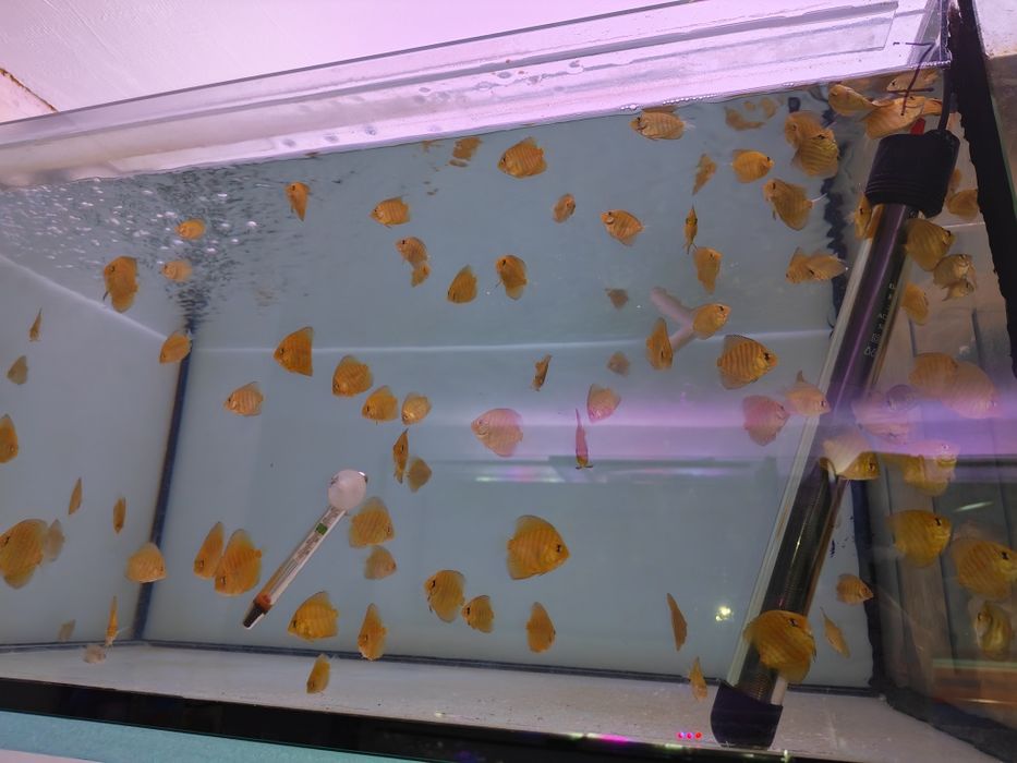 Дискуси-малки риби.