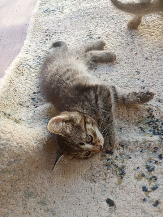Отдам котят бесплатно