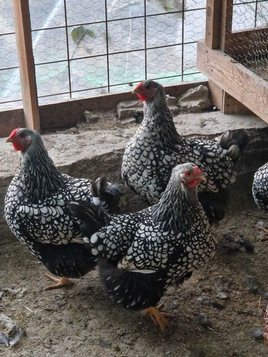 Oua pentru incubat si pui