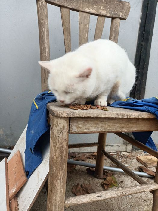 Подарява се котенце