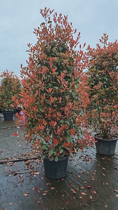 Photinia red robin tufa sau pe tija