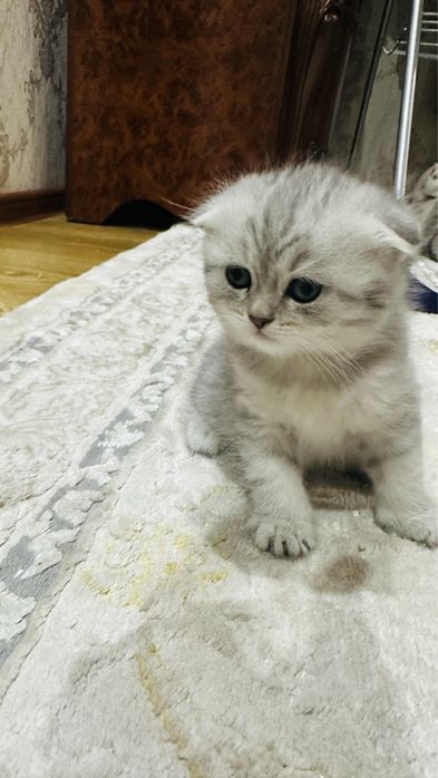 Скотиш фолд  Британский