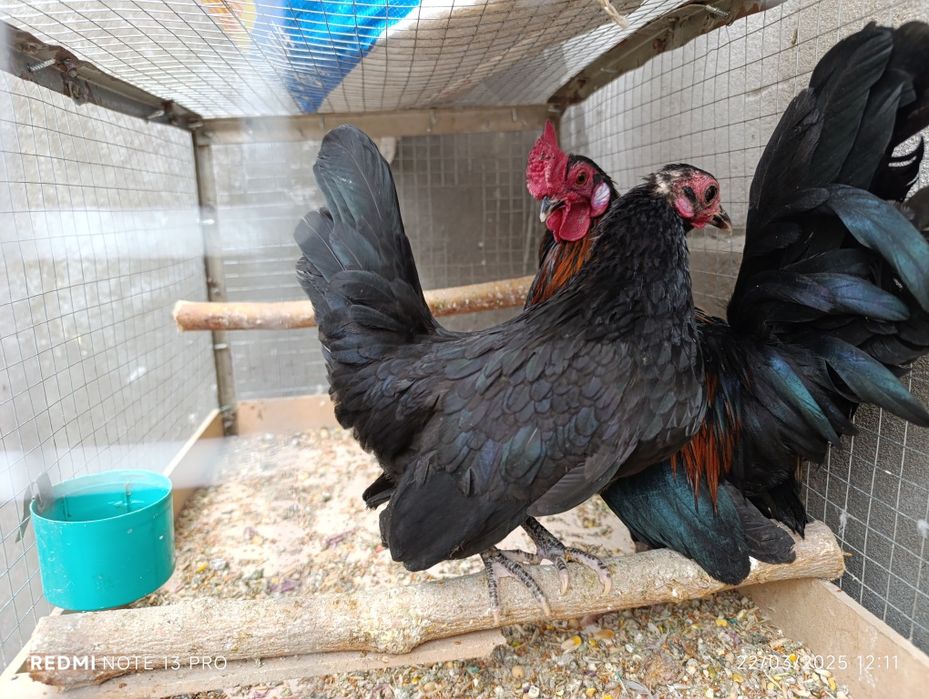 Yapon hoʻroz toʻvuq zoti felix