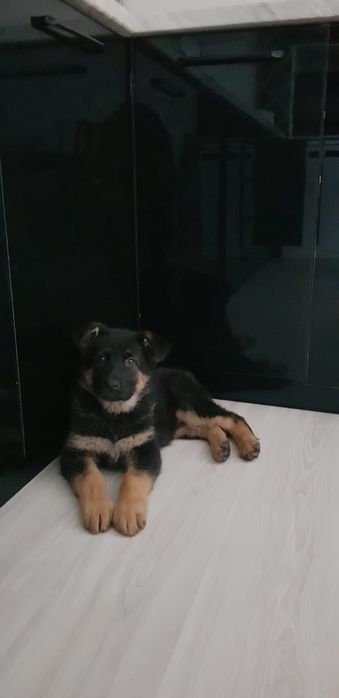 Срочно Продам щенков немецкой овчарки