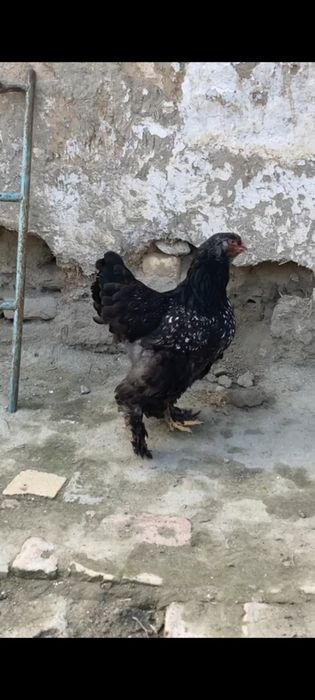 Brama 1+4 Sotiladi bir joyga