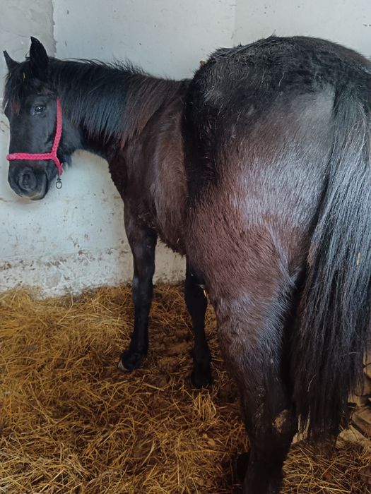 Mânz 8 luni metis din semigreu cu Huțul preț negociabil