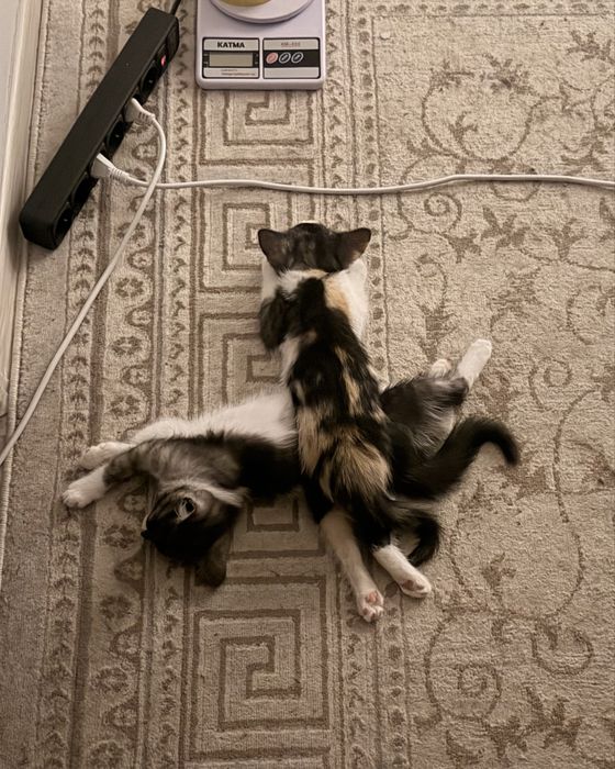 Отдам котенка в добрые руки (2 мес.)