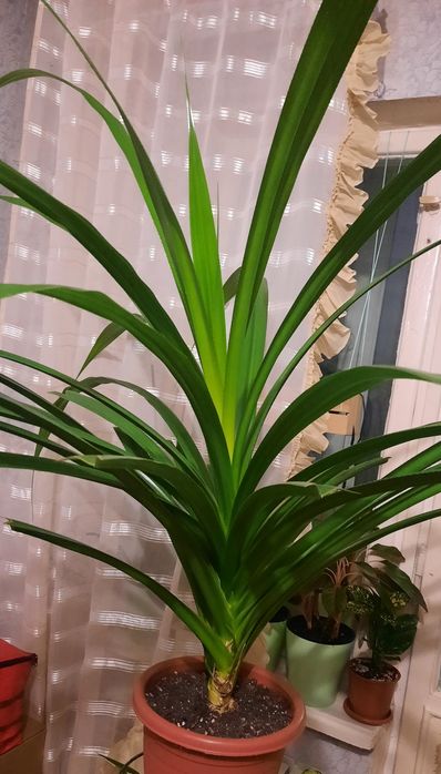 Продам пальму Панданус